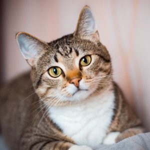 gato
