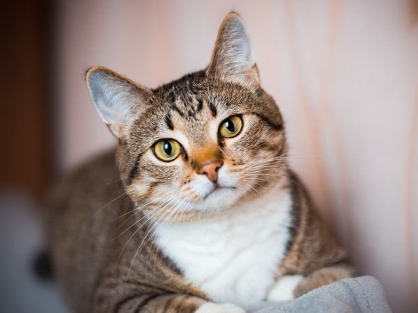 gato